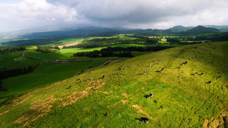 São Miguel island landscape cows