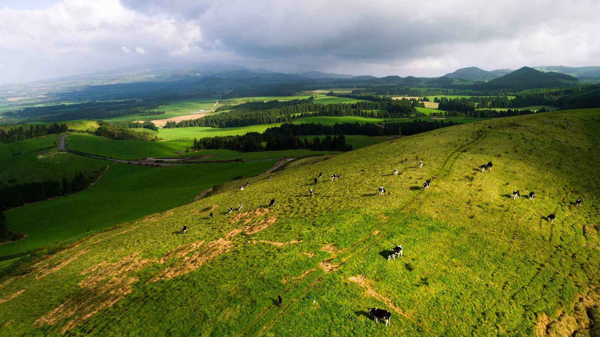 São Miguel island landscape cows