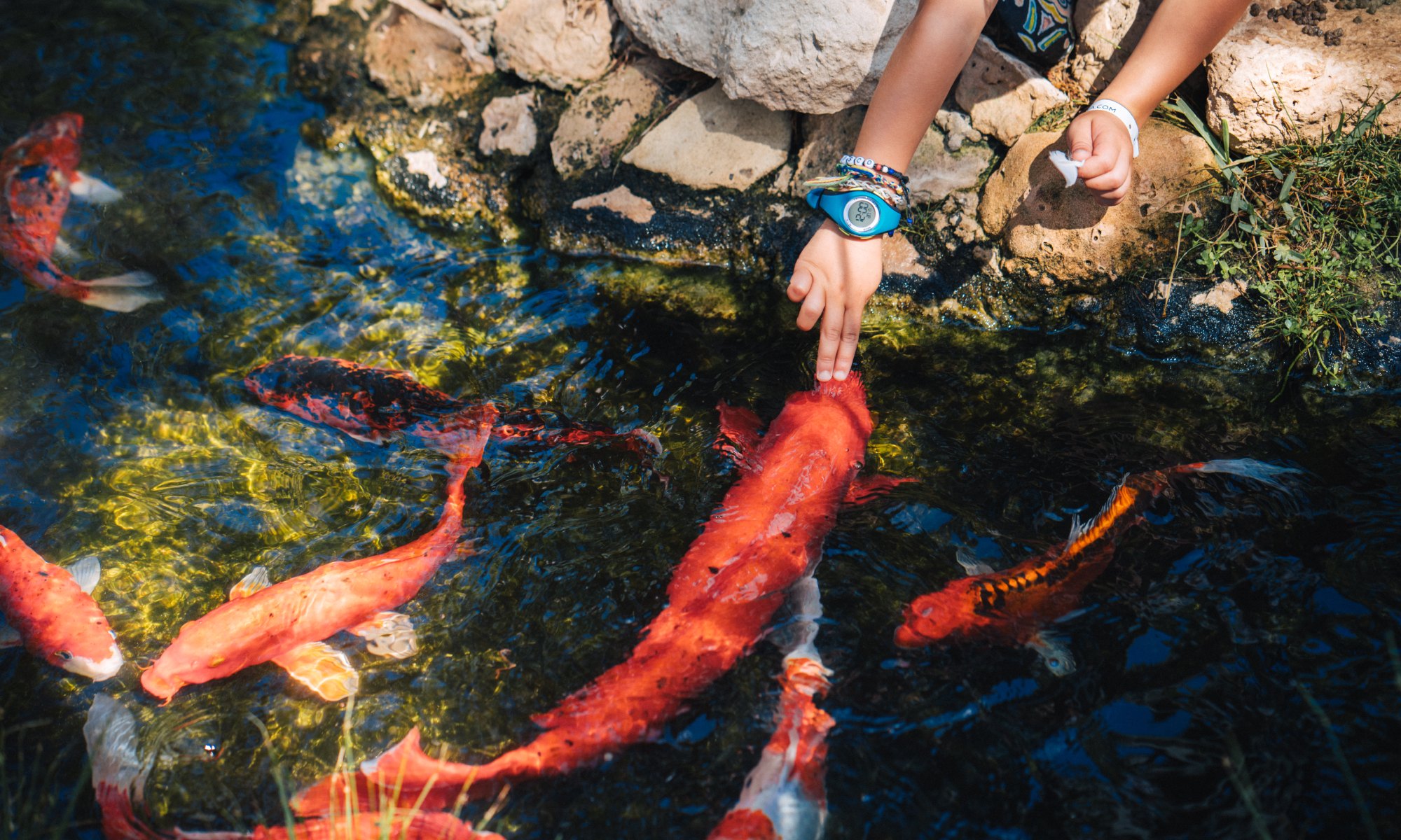 Feeding fish Porto Santo
